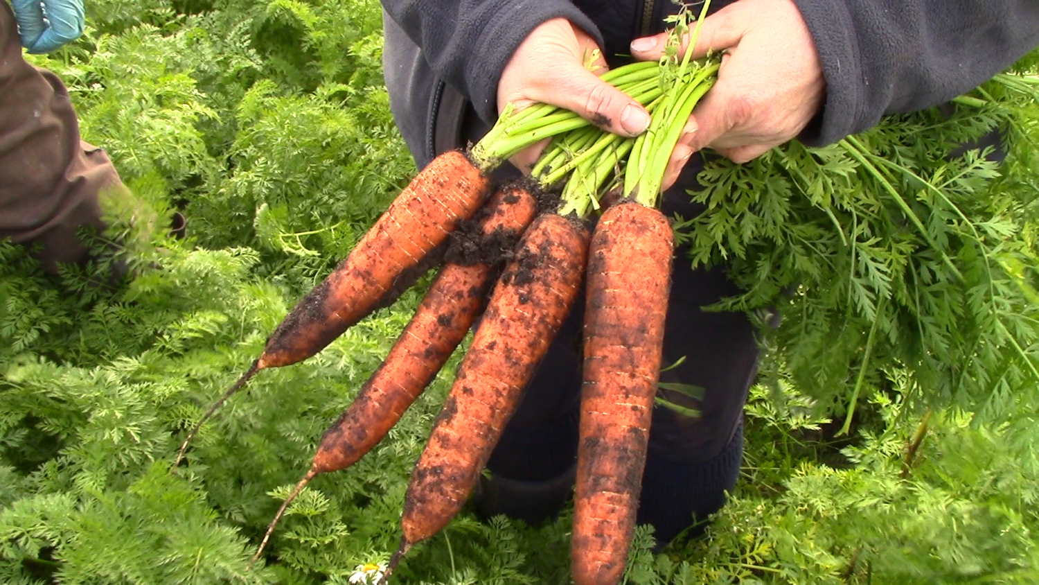 Carrots from Royal Oak