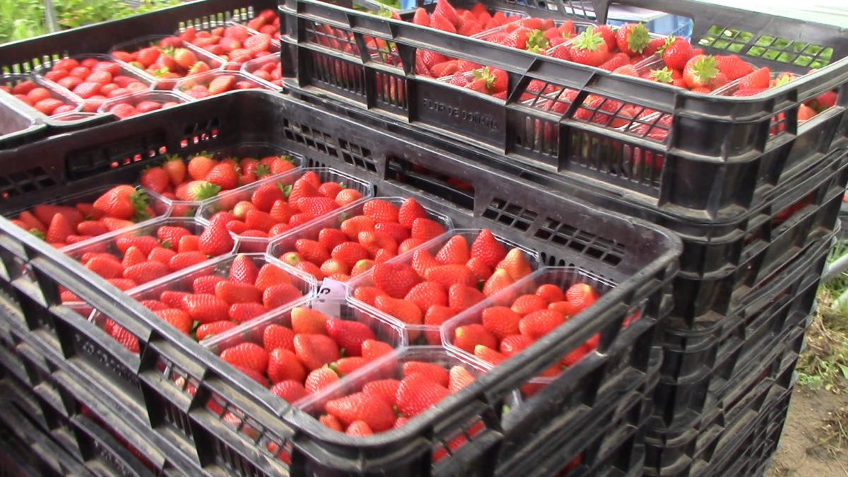 Flor de Doñana - Organic North Wholesalers