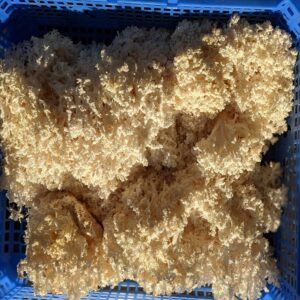 Coral Mushroom