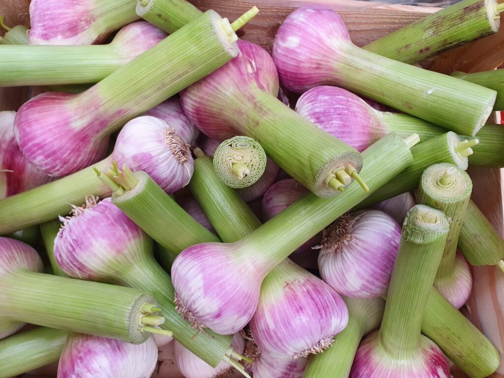 aaa20ac9-01c5-4652-aa6e-e631874b0475 Fresh garlic from Dynamis