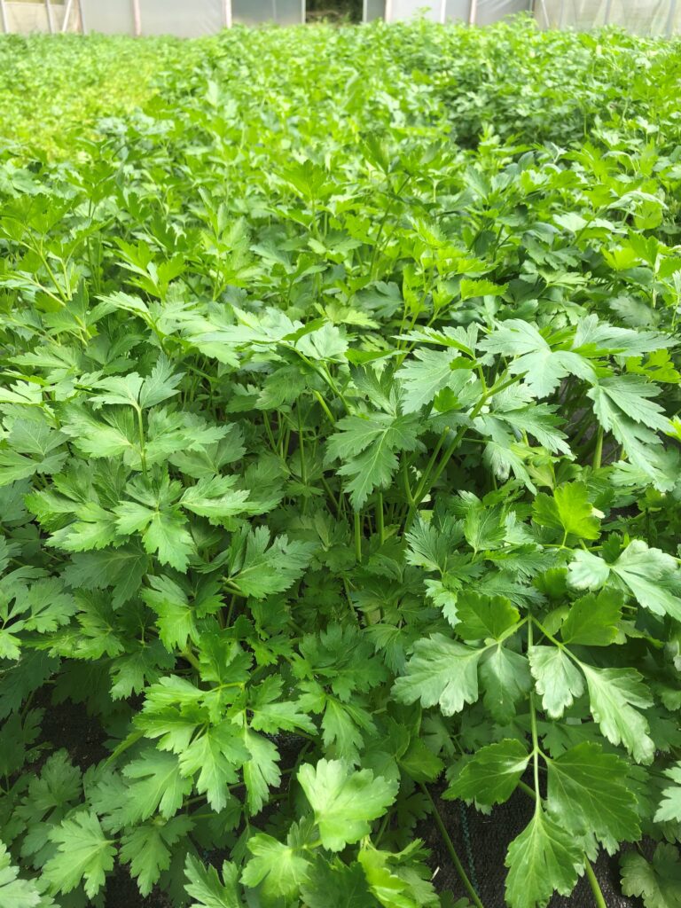 Parsley flat Flat Parsley