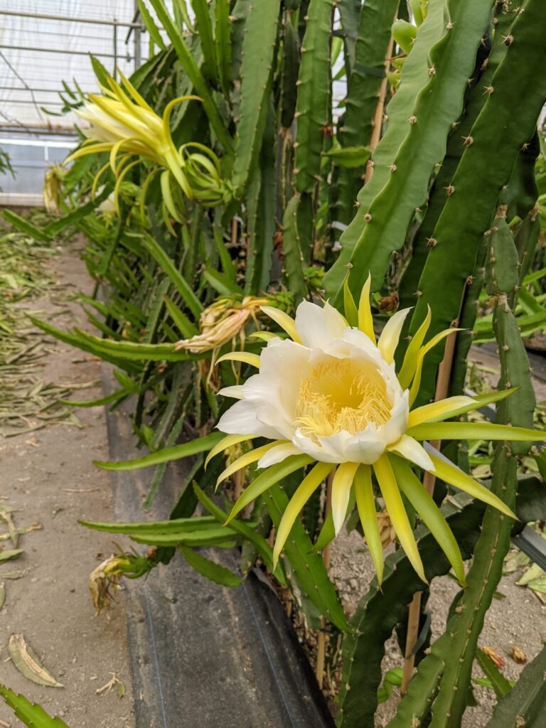 Dragon Fruit Flowers