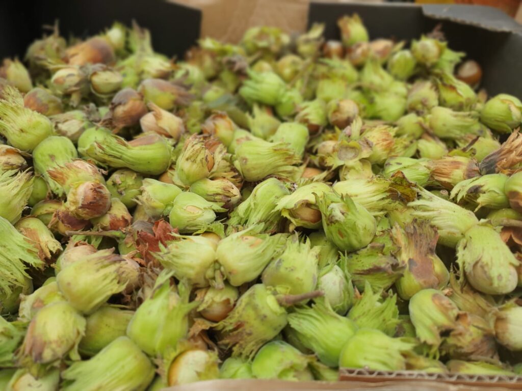 Cobnuts from Oakwood