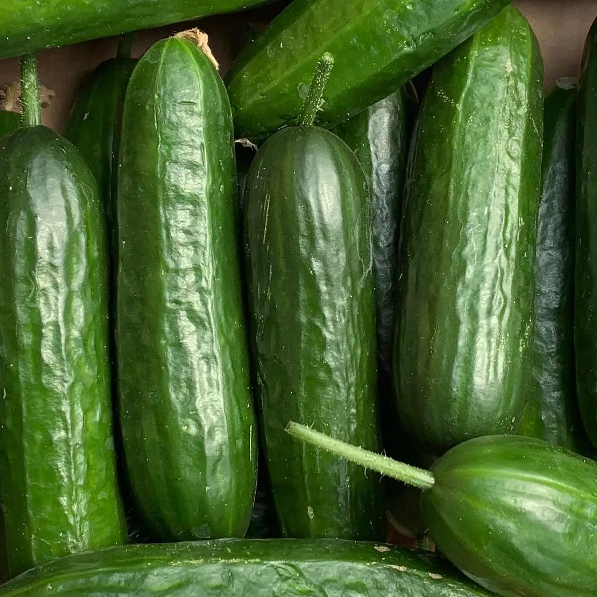 Short cucumbers from Haslum