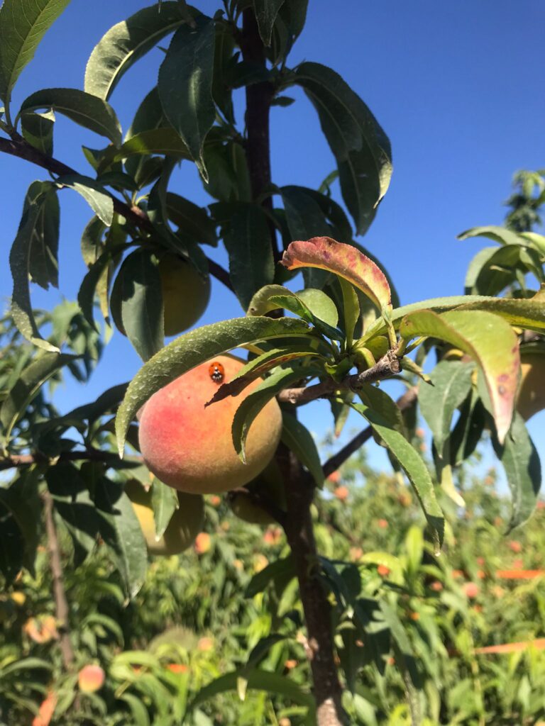 A Hacienda peach with a ladybird in the Spanish sun