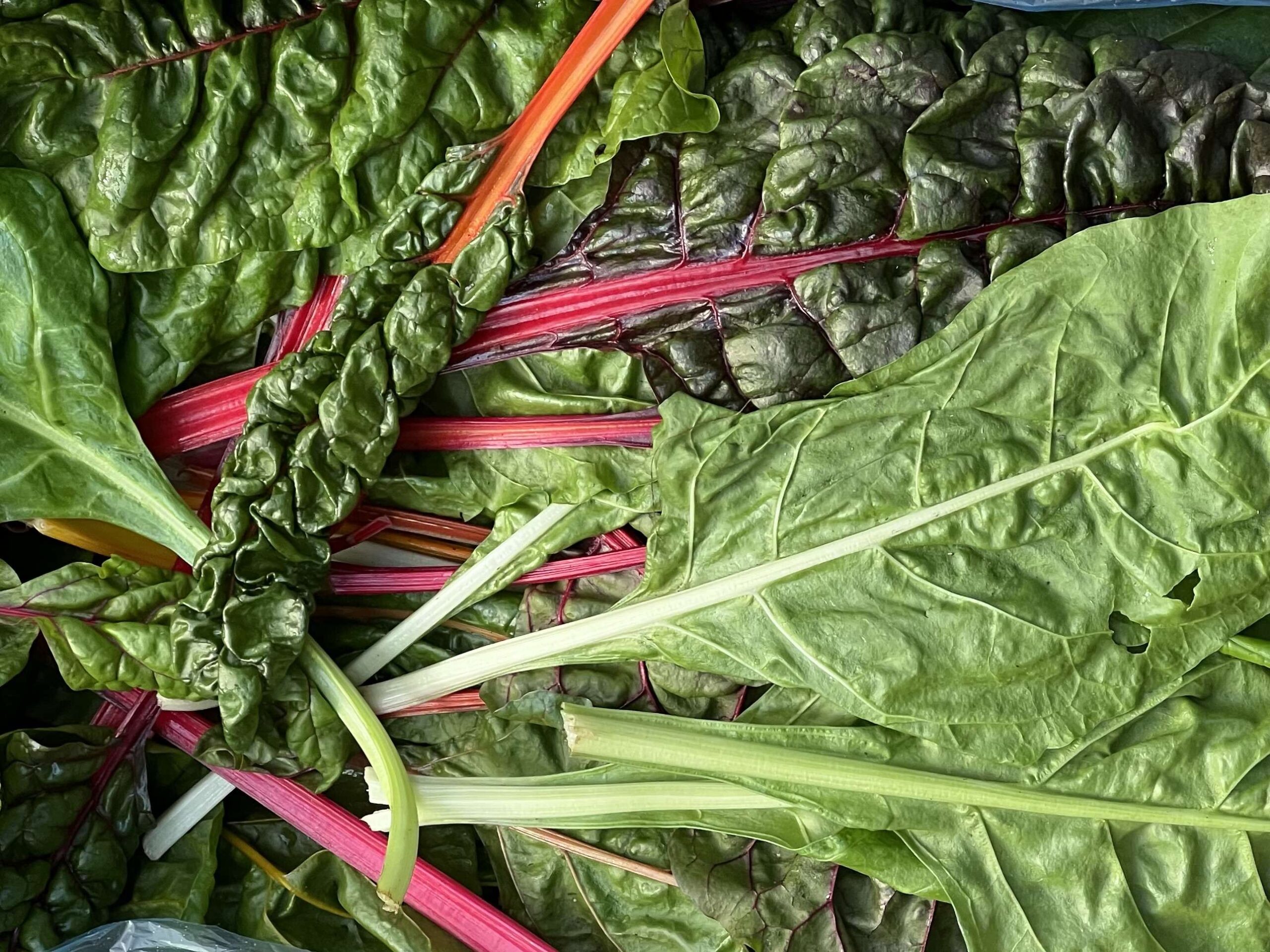 Rinabow chard