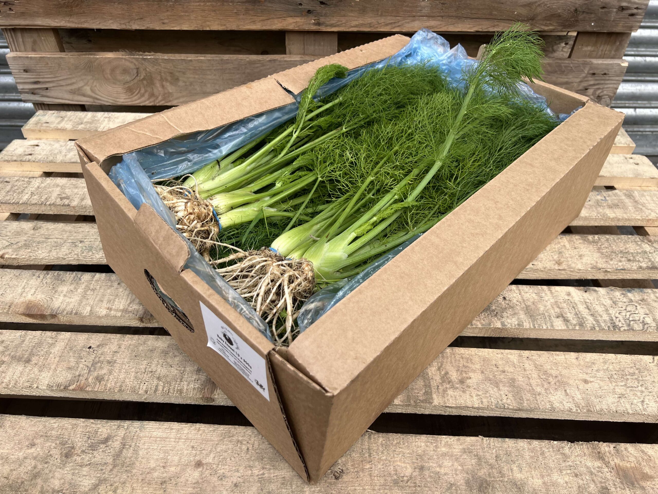 fennel