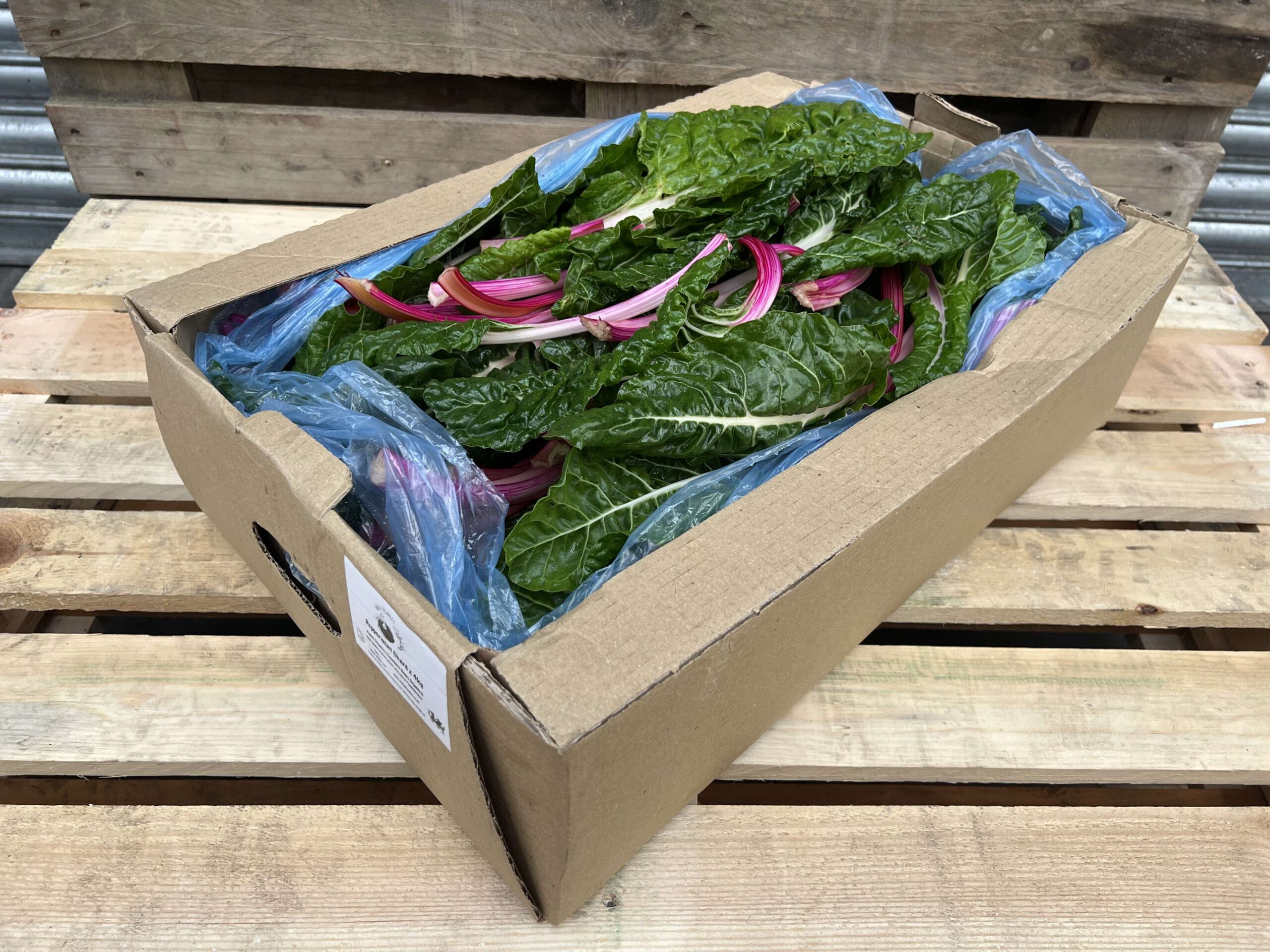 peppermint chard