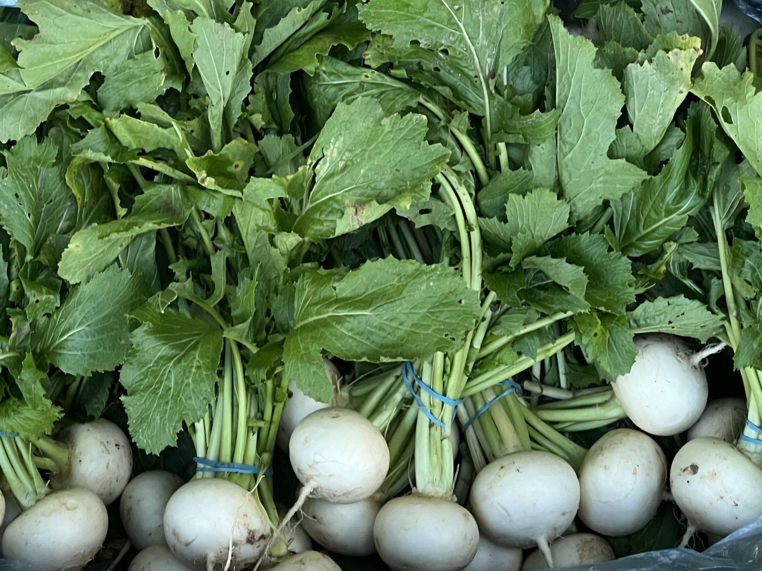 turnip